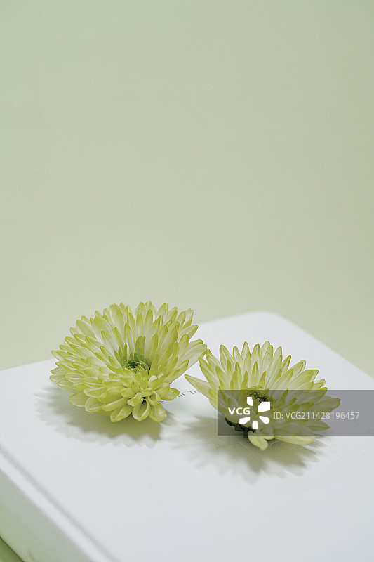 浅绿色雏菊特写图片素材