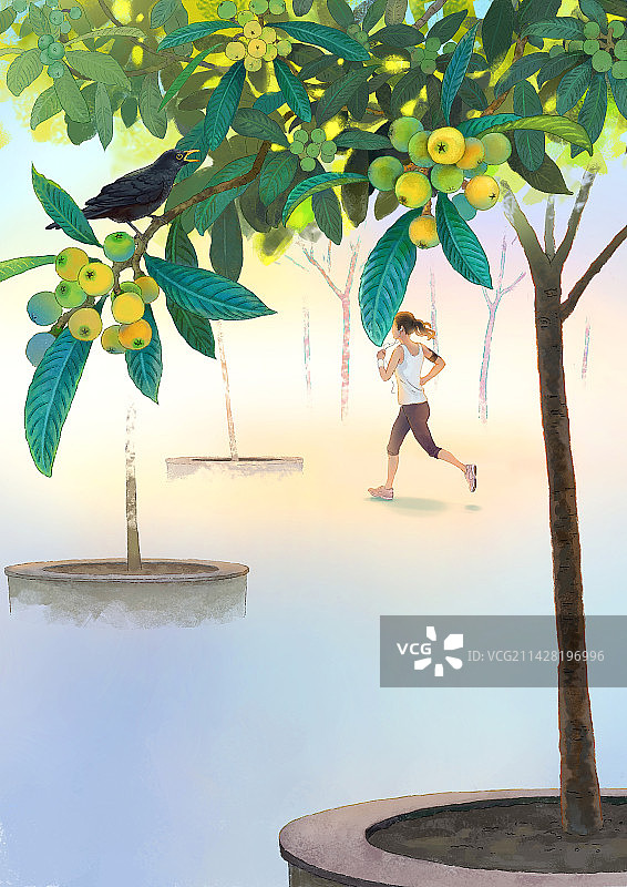 清晨一个晨跑的女孩经过将要成熟的枇杷树林图片素材