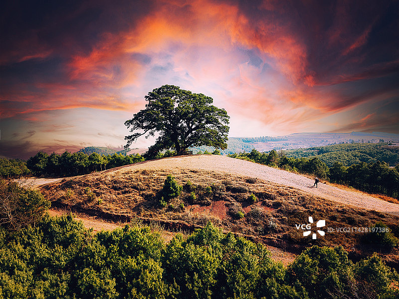 东川老龙树图片素材