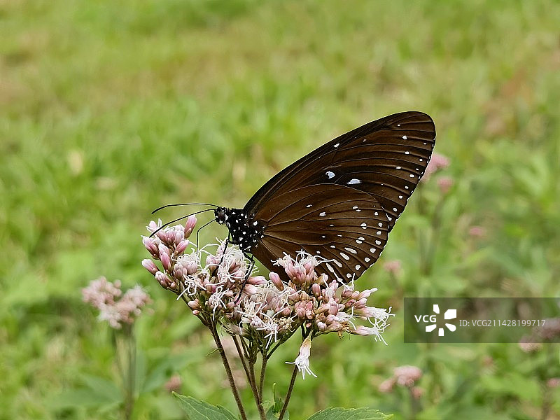 蓝点紫斑蝶的特写镜头图片素材