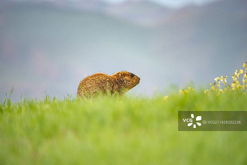 草原上的土拨鼠图片素材