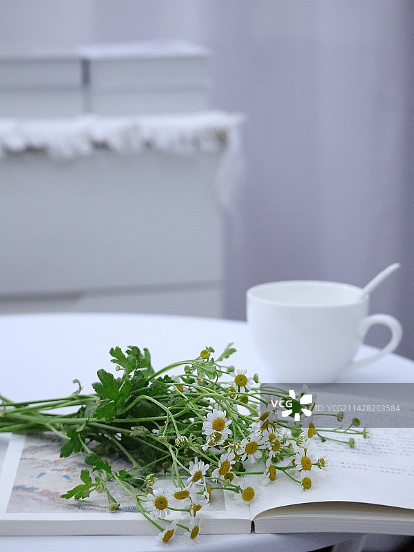 洋甘菊图片素材