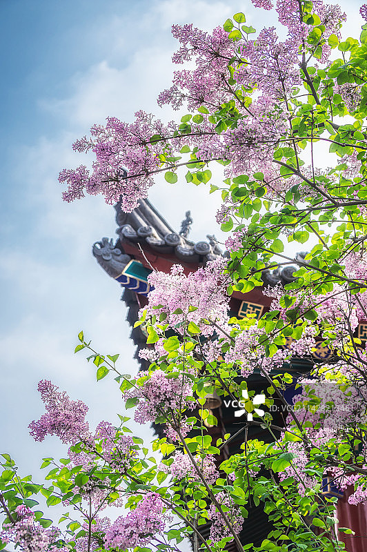 西安广仁寺的樱花图片素材