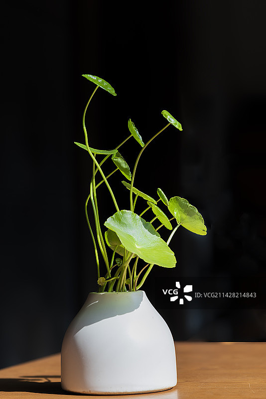 花瓶盆景图片素材