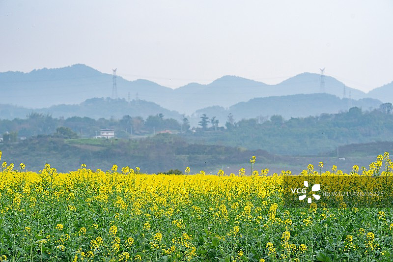 晴朗天空油菜花田，中国重庆图片素材