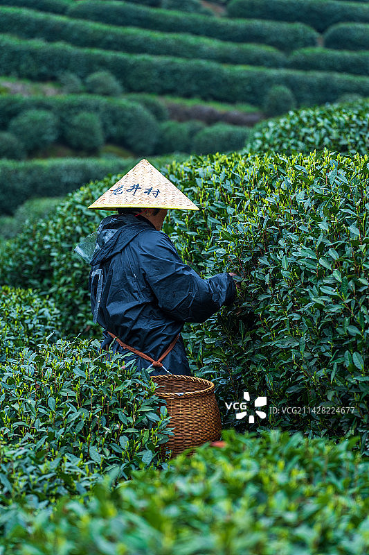 龙井村清明采茶图片素材