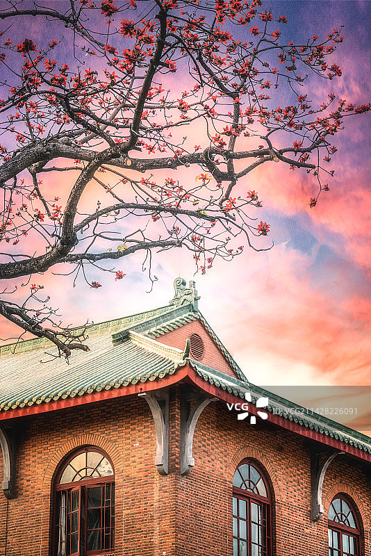 木棉下，一面红墙，一抹盛景图片素材