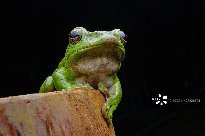 大树蛙图片素材