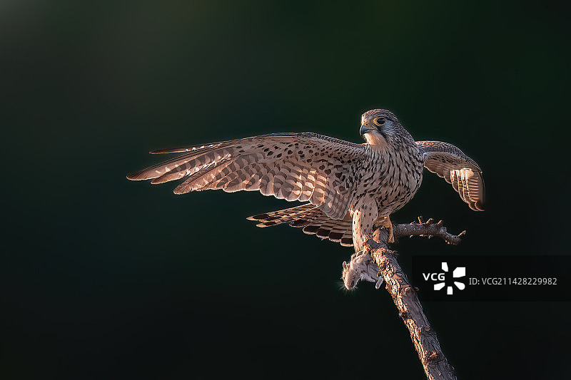 红隼栖息在树枝上的特写镜头  Common Kestre图片素材