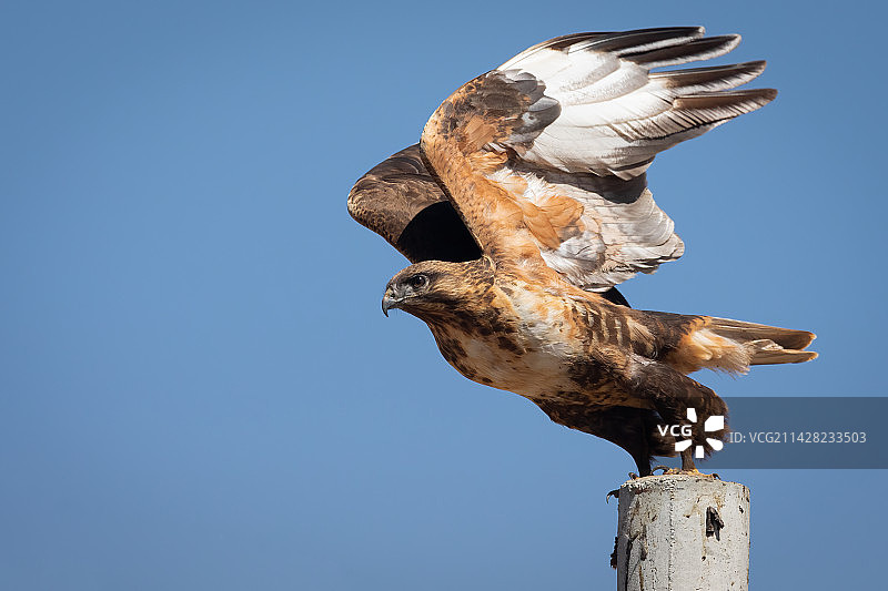 大鵟特写 鹰 鹰起飞特写图片素材