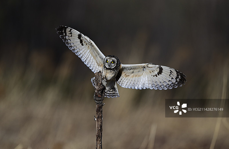 短耳鸮图片素材