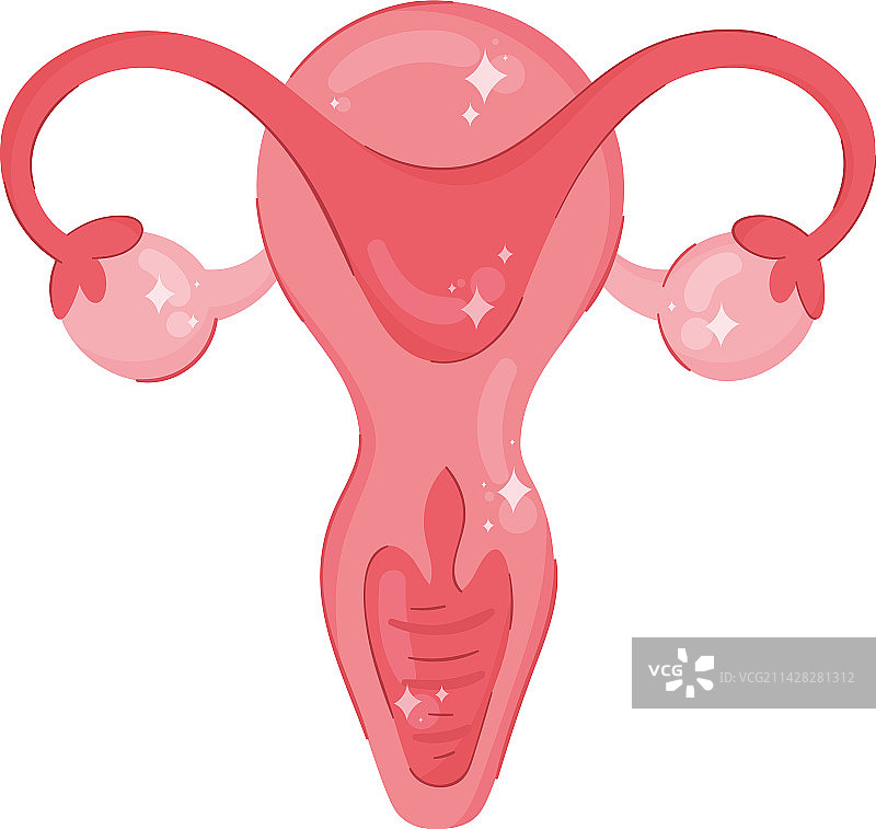 女性子宫器官图片素材