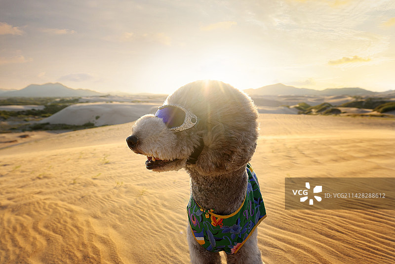 旅途路上的巨型贵宾犬图片素材