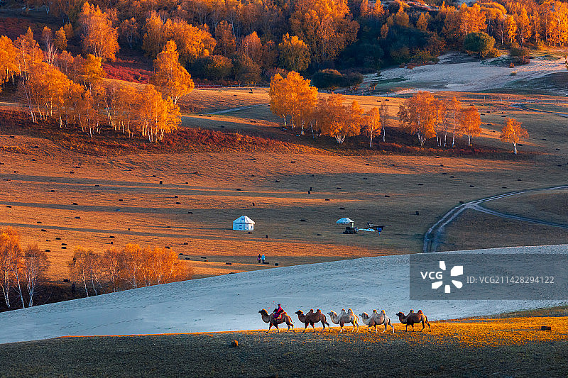 草原秋色伴驼归图片素材