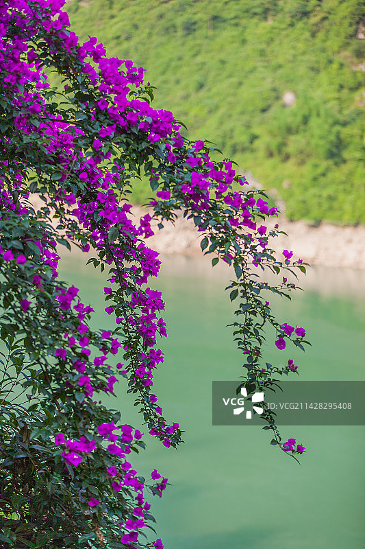 清晨无人的乌江边龚滩古镇图片素材