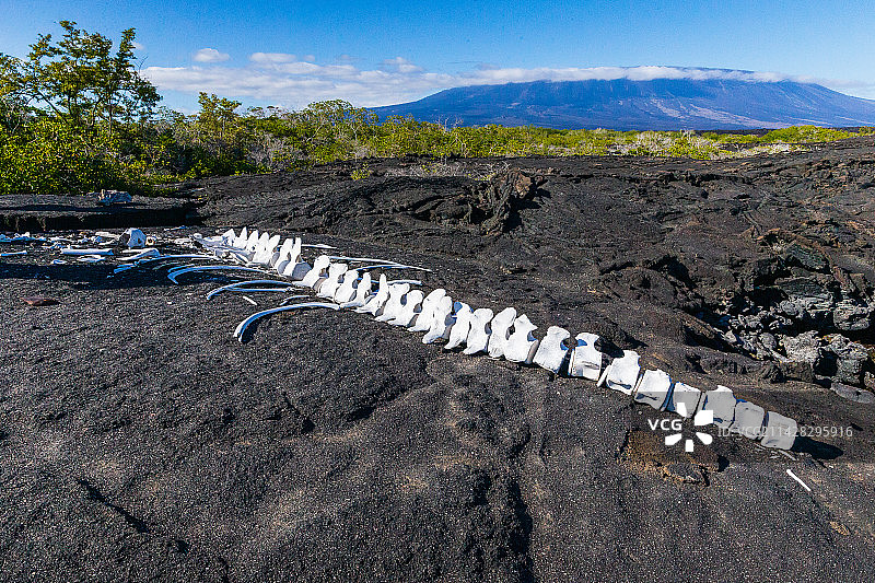 南美厄瓜多尔加拉帕戈斯群岛图片素材