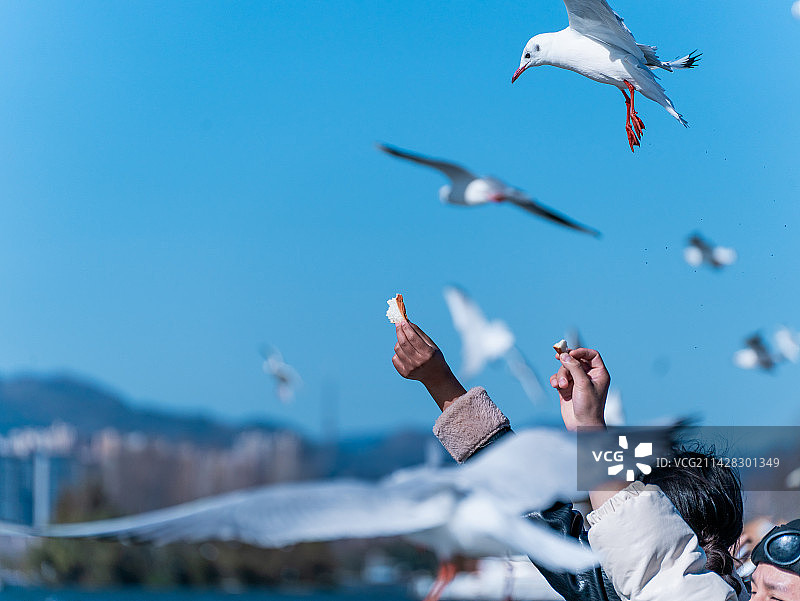 海埂大坝的海鸥图片素材