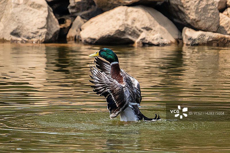 春江水暖鸭先知图片素材