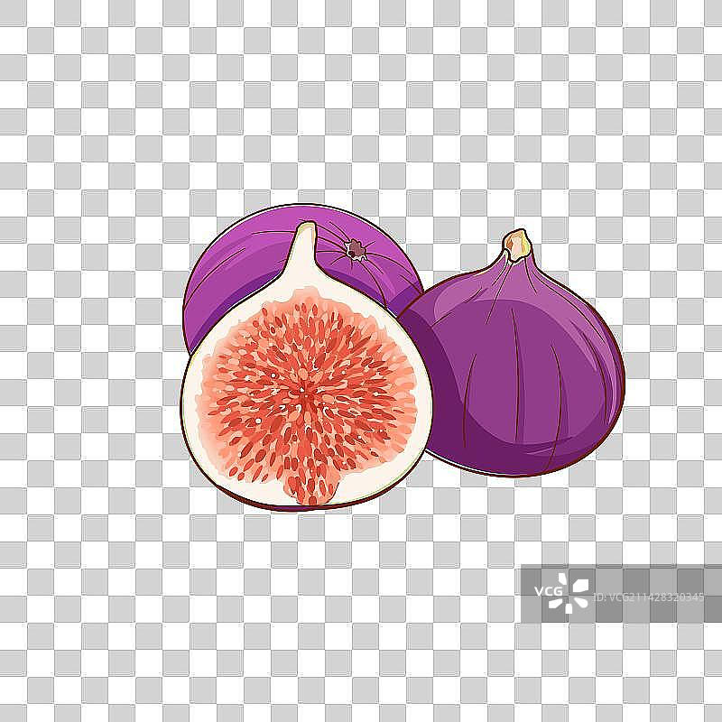 无花果免抠插画素材图片素材