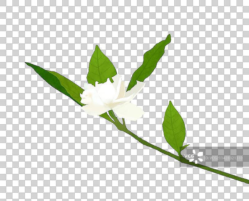 茉莉花素材图片素材