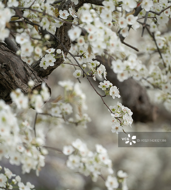 北京郊区白色的梨花图片素材