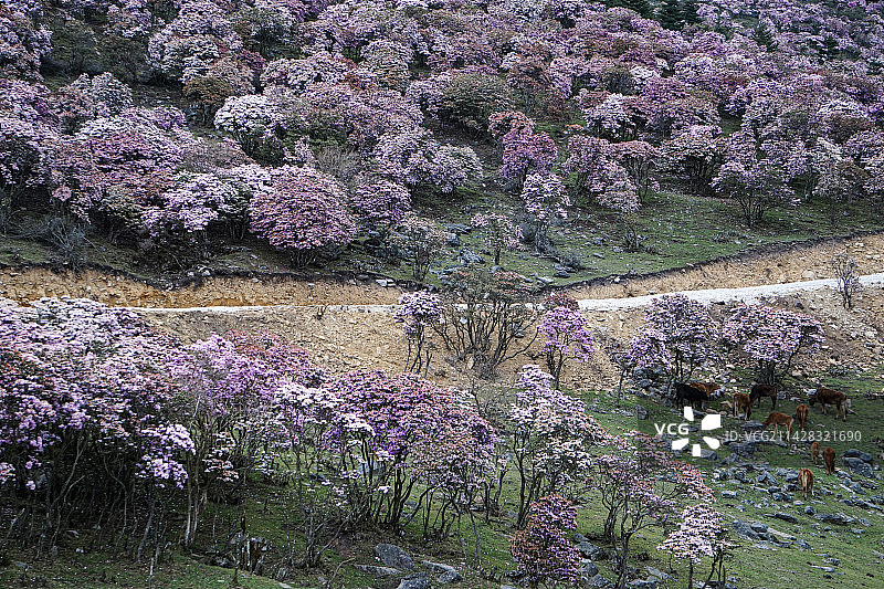 凉山普格县海口牧场图片素材