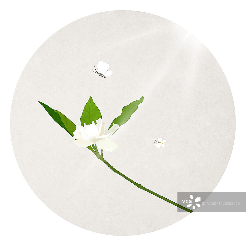 茉莉花插画图片素材