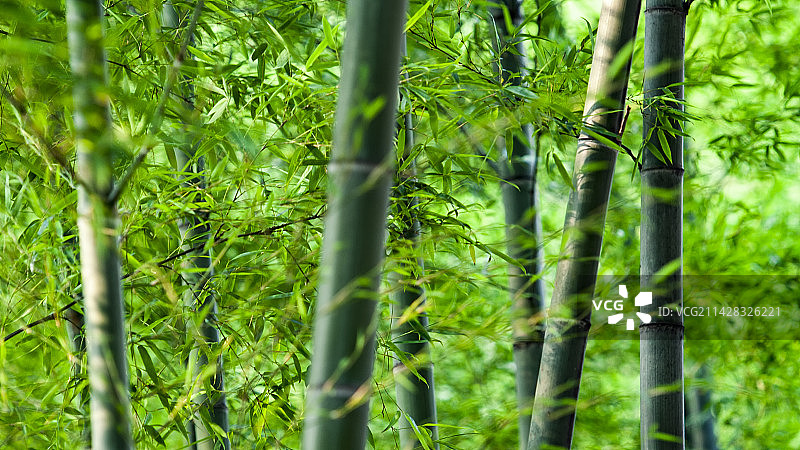竹林 绿色 自然 楠竹 清新 竹 负离子图片素材