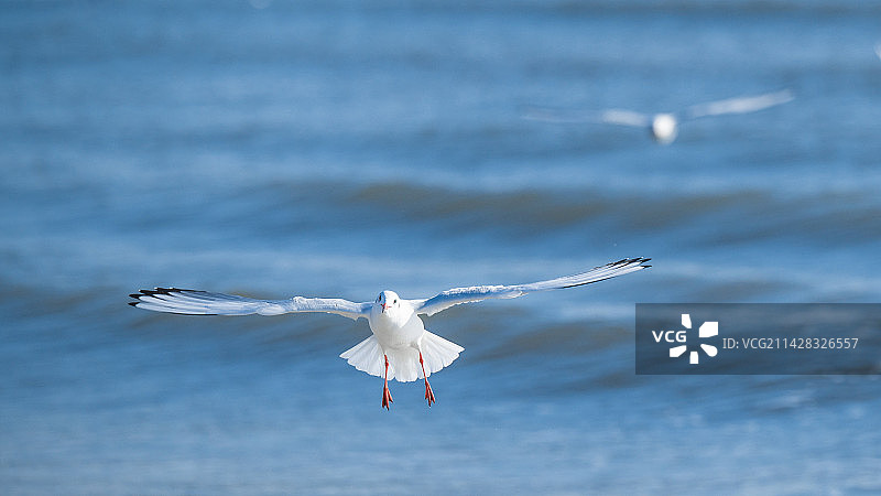 秦皇岛亲人的海鸥图片素材