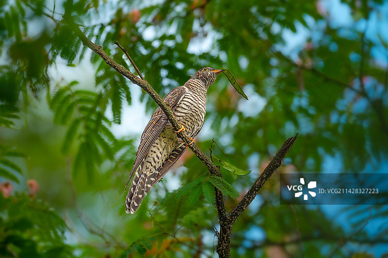 杜鹃鸟图片素材