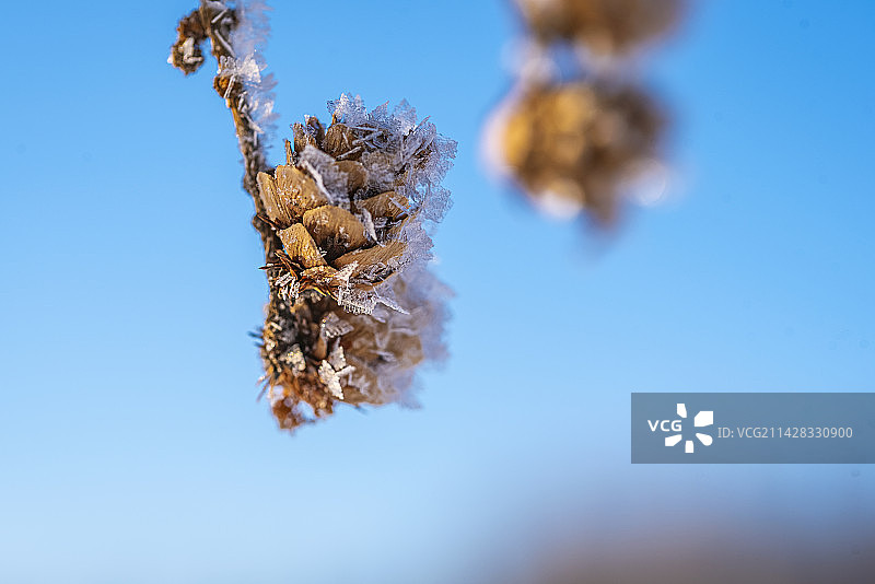 冬季户外结满冰晶的松塔图片素材