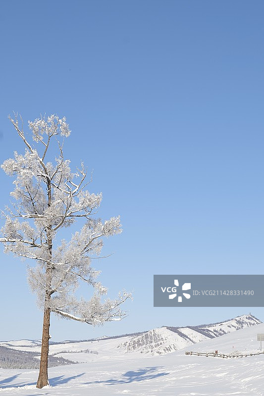 雪地上的树木顶着晴朗的天空图片素材