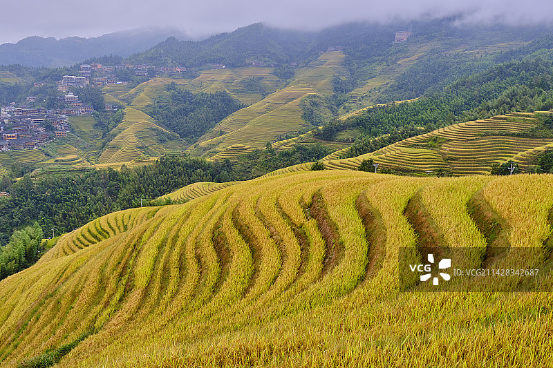 桂林龙脊梯田秋天金黄色层层稻田乡村田园图片素材