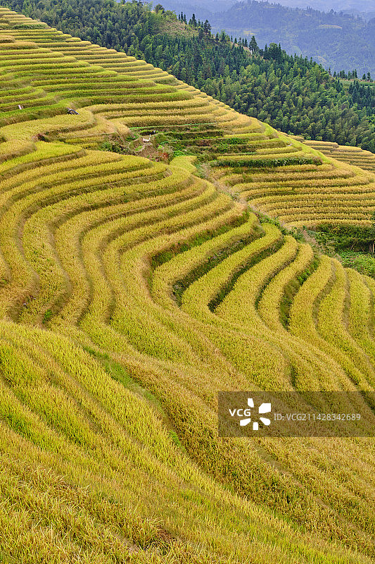 桂林龙脊梯田秋天金黄色层层稻田乡村田园图片素材