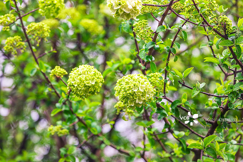 春天里的绣球花图片素材
