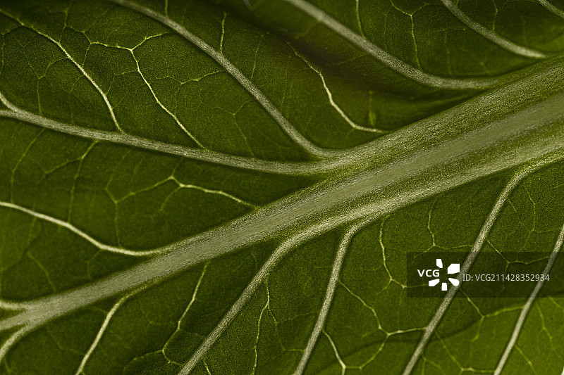 青菜叶微距特写图片素材