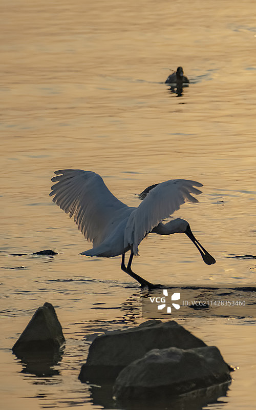 黑脸琵鹭图片素材