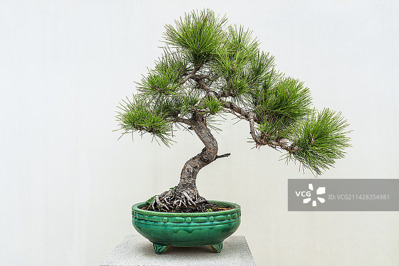 黑松盆景图片素材