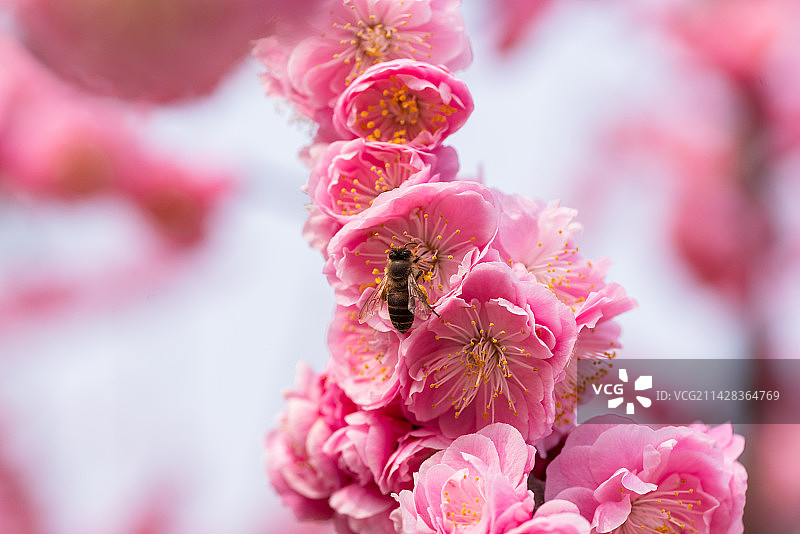 梅花风骨，迎春盛开图片素材