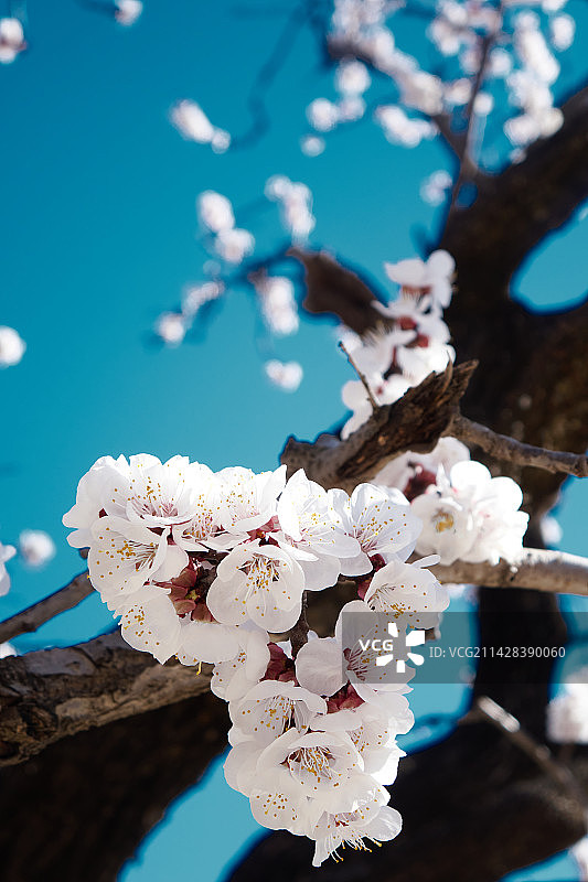 杏花，春光图片素材