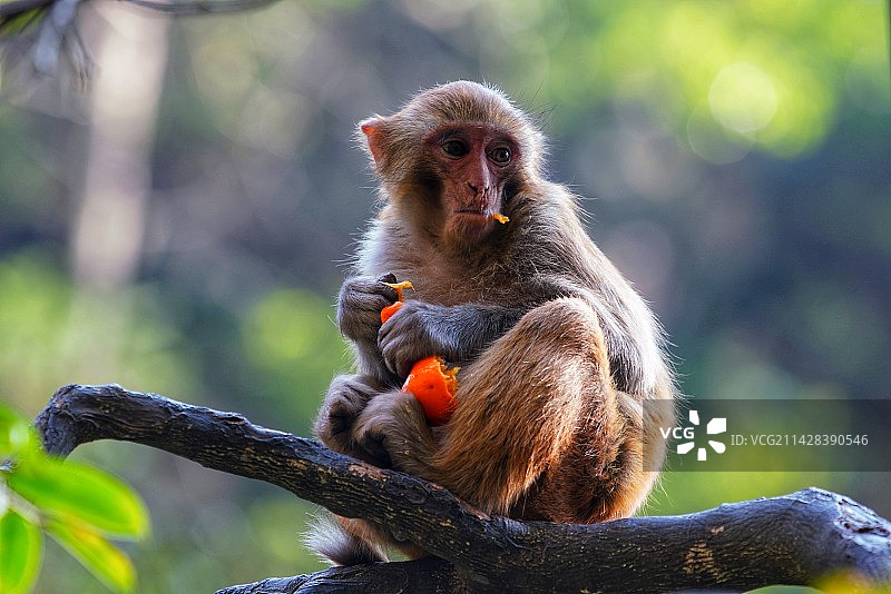 享受美食的猴子图片素材