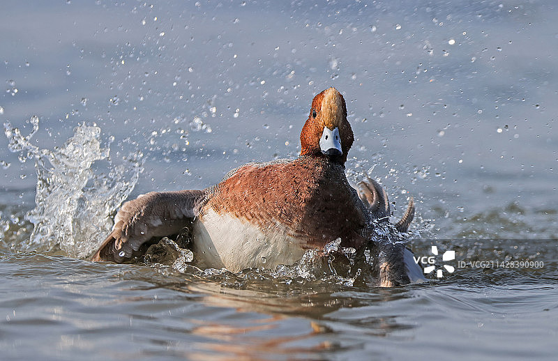 赤颈鸭沐浴图片素材