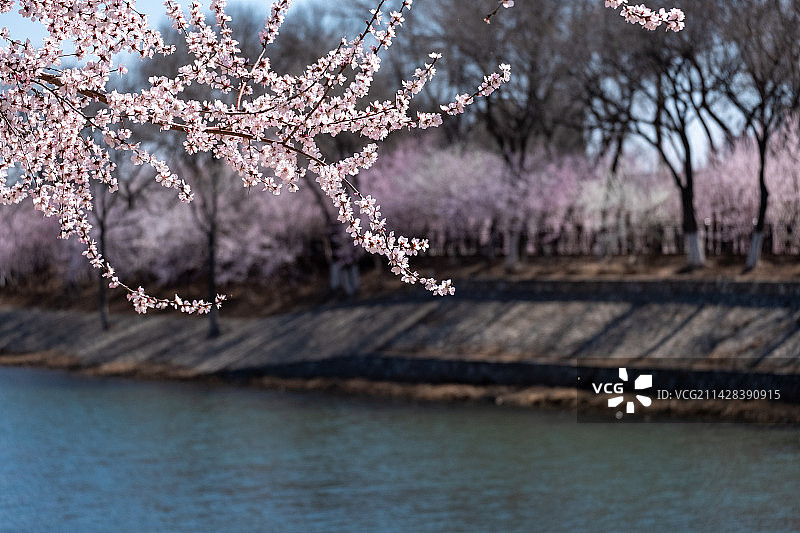 桃花堤与天津之眼图片素材