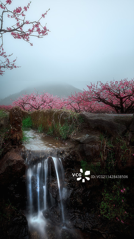 三月·桃红图片素材