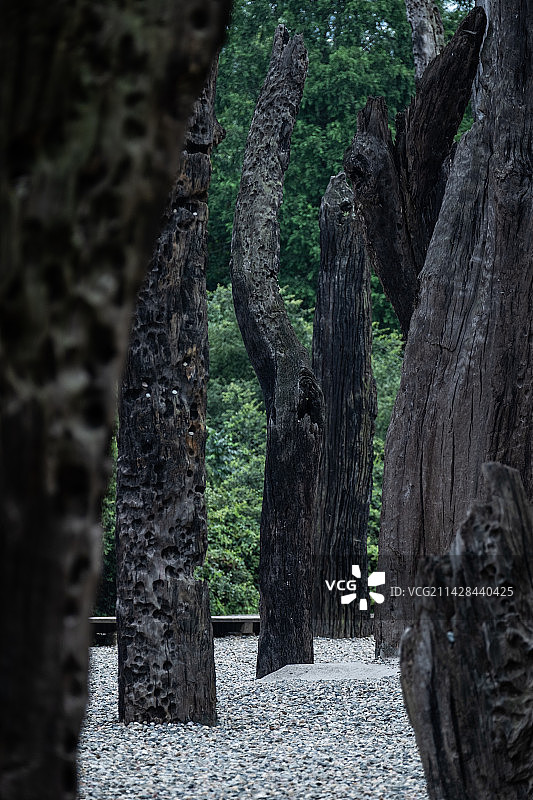 成都金沙遗址博物馆万年乌木林图片素材