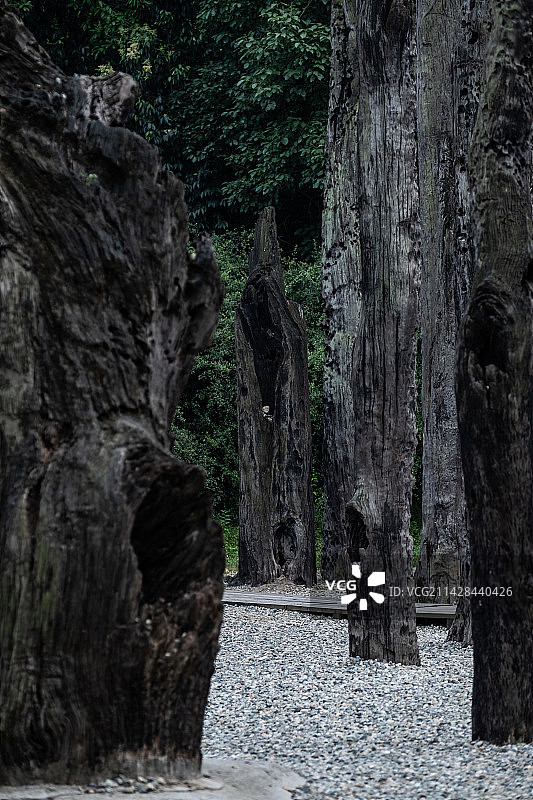 成都金沙遗址博物馆万年乌木林图片素材