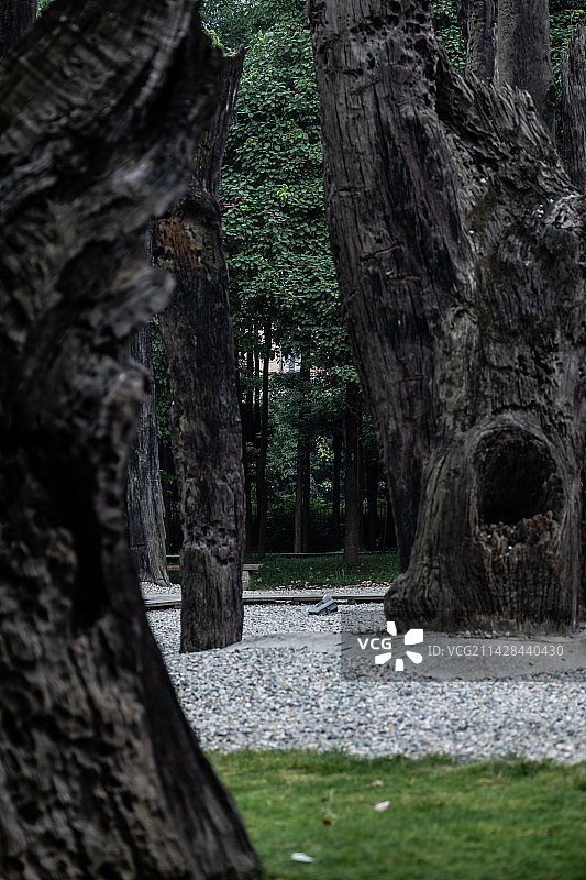 成都金沙遗址博物馆万年乌木林图片素材