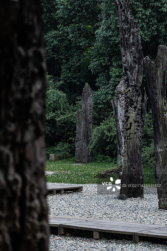 成都金沙遗址博物馆万年乌木林图片素材