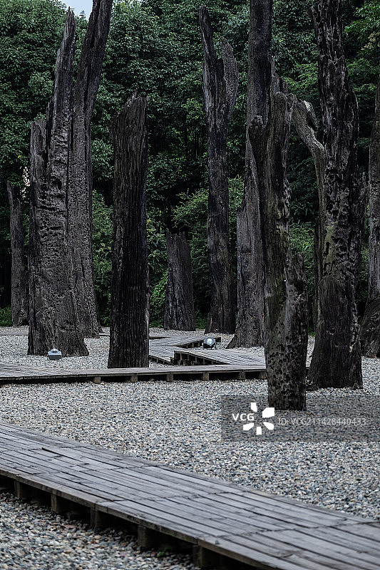 成都金沙遗址博物馆万年乌木林图片素材