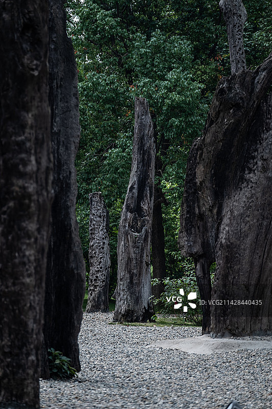 成都金沙遗址博物馆万年乌木林图片素材